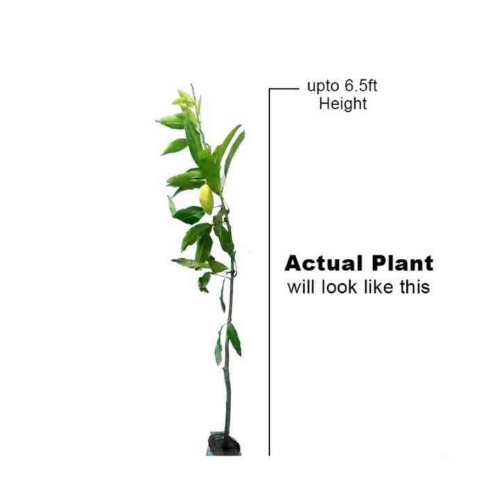 Katimon Mango / All time Mango/ Baramasi Plant- Grafted - Image 3