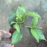 Parijat Plant Sapling (Coral Jasmine / Night Flowering Jasmine / Harsingar / Dwarf Single Petal Jasmine) - Image 2