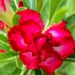 Adenium Rekha (Triple Petal Red and White)