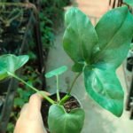 Philodendron Goeldii Plant - Image 2