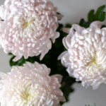 Chrysanthemum/ Guldavari/ Guldaudi Decorative Combo of 8 pcs - Image 9