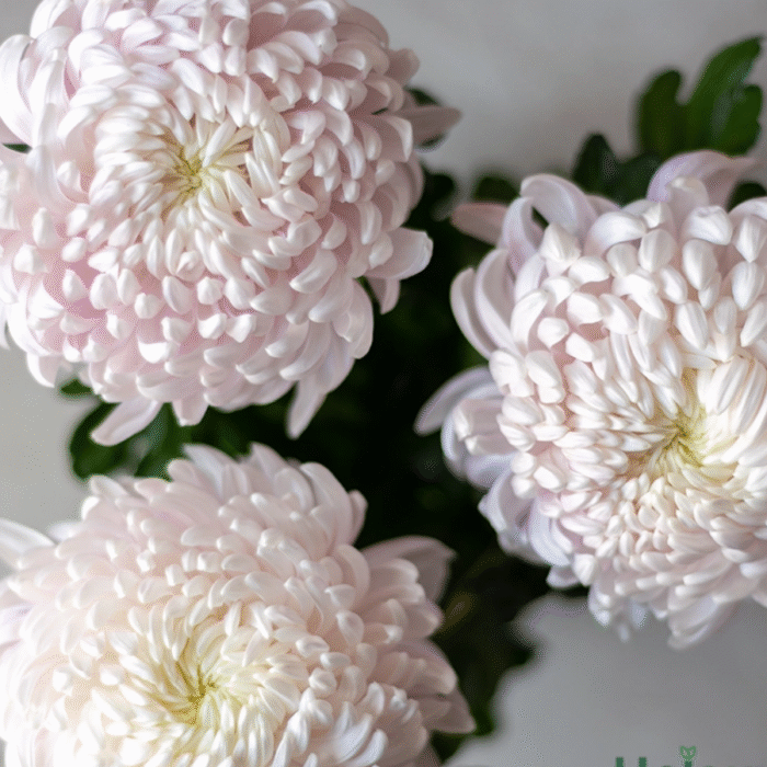 Chrysanthemum/ Guldavari/ Guldaudi Decorative Combo of 8 pcs - Image 9