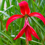 Aztec Lily/ Sprekelia Bulb (Imported)