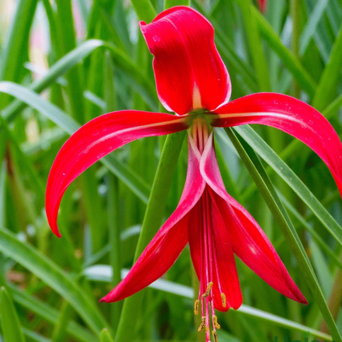 Aztec Lily/ Sprekelia Bulb (Imported) - Image 1