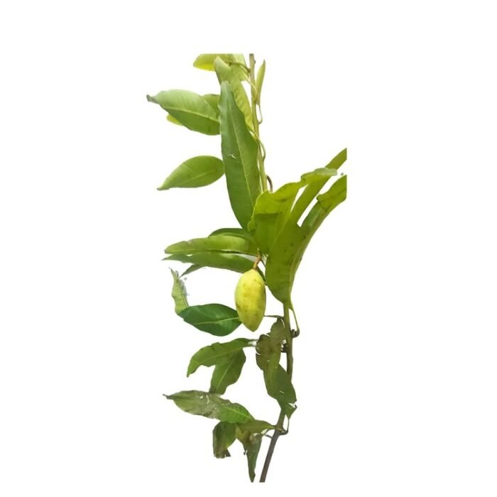 Katimon Mango / All time Mango/ Baramasi Plant- Grafted - Image 4