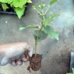 Parijat Plant Sapling (Coral Jasmine / Night Flowering Jasmine / Harsingar / Dwarf Single Petal Jasmine) - Image 3