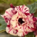 Adenium Shabana (Triple Petal Marble Maroon)