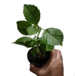 Hydrangea Plant Sapling (Any color) - Image 3
