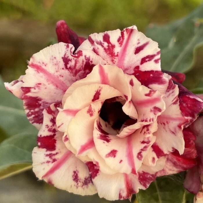 Adenium Shabana (Triple Petal Marble Maroon) - Image 1