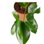 Philodendron Goeldii Plant - Image 3