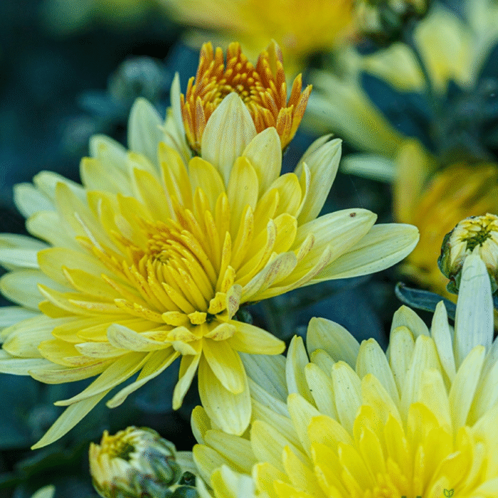 Chrysanthemum/ Guldavari/ Guldaudi Decorative Combo of 8 pcs - Image 10