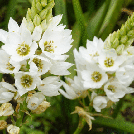 Chincherinchee Bulb Combo of 10 bulbs (Any color)