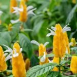 Rare Crossandra / Kanakambaram / Albo Crossandra plant (Sapling)