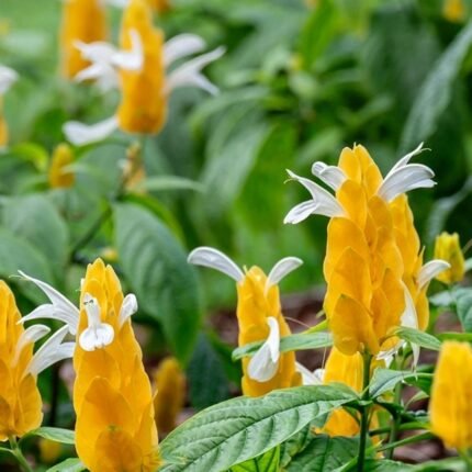 Rare Crossandra / Kanakambaram / Albo Crossandra plant (Sapling)