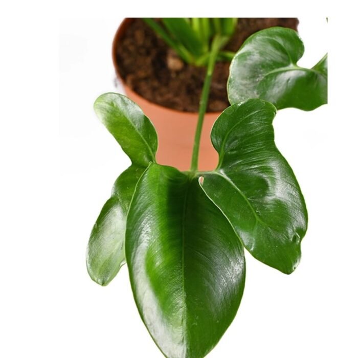 Philodendron Goeldii Plant - Image 3