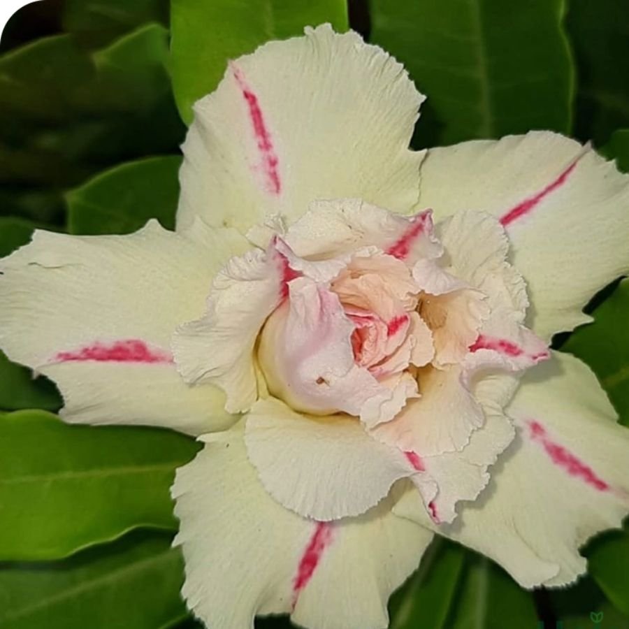 28 Adenium Dimple (Double Petal Yellow) - Image 1