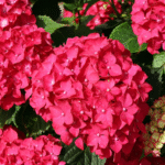 Hydrangea Plant Sapling (Any color) - Image 4