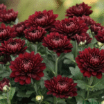Chrysanthemum/ Guldavari/ Guldaudi Decorative Combo of 8 pcs - Image 11