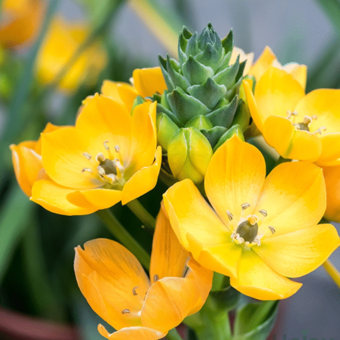 Chincherinchee Bulb Combo of 10 bulbs (Any color) - Image 2