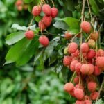 Litchi / Lychee Hybrid (Litchi Muzaffarpur) Fruit Live Plant