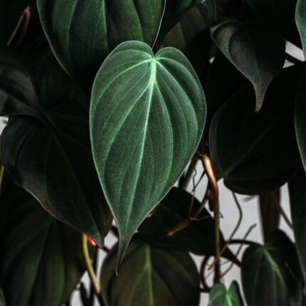 Philodendron Oxycardium Black Money Plant (Sapling)