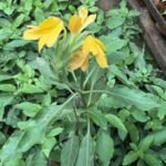 Rare Crossandra / Kanakambaram / Albo Crossandra plant (Sapling) - Image 2
