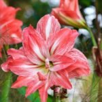 Amaryllis Lily Single Petal Mix Colour Bulbs - Image 4