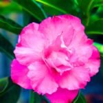 Adenium Karishma (Triple Petal Hot Pink)