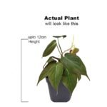 Philodendron Oxycardium Black Money Plant - Image 3