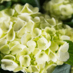 Hydrangea Plant Sapling (Any color) - Image 5