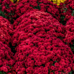 Red Chrysanthemum/ Guldavari/ Guldaudi Multiflora Sapling