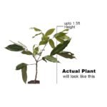 Litchi / Lychee Hybrid (Litchi Muzaffarpur) Fruit Live Plant - Image 2