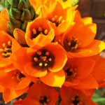 Chincherinchee Bulb Combo of 10 bulbs (Any color) - Image 3