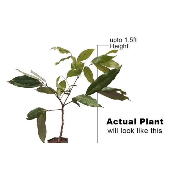 Litchi / Lychee Hybrid (Litchi Muzaffarpur) Fruit Live Plant - Image 2