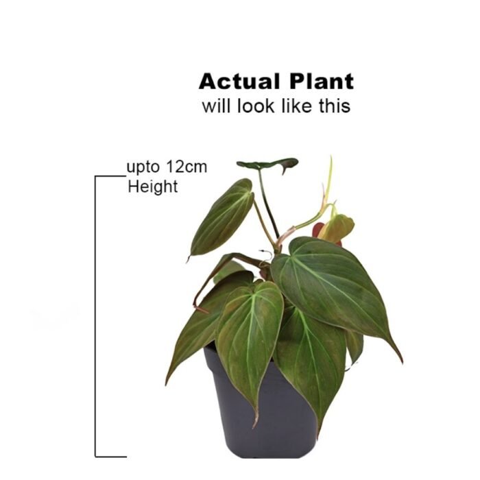 Philodendron Oxycardium Black Money Plant - Image 3