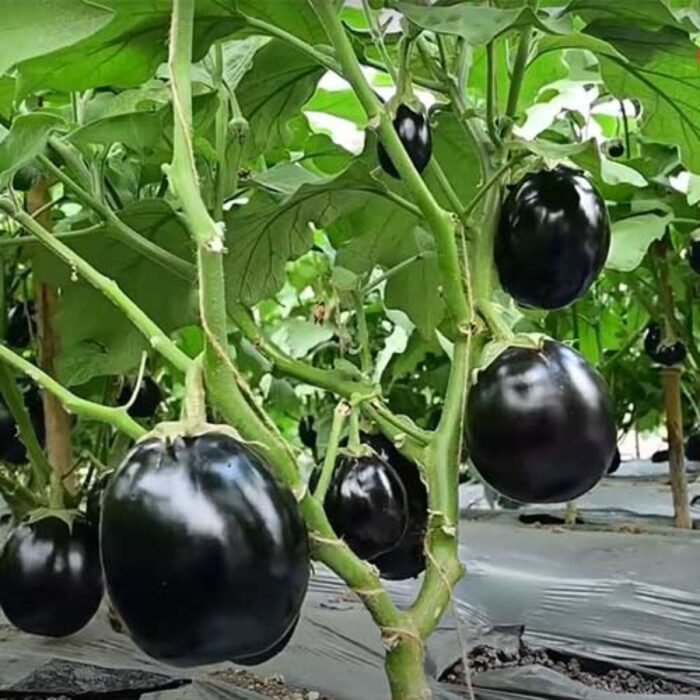 Brinjal F1 Black Round Baingan Seeds | High Germination & Yield | Kitchen Gardening - Image 1