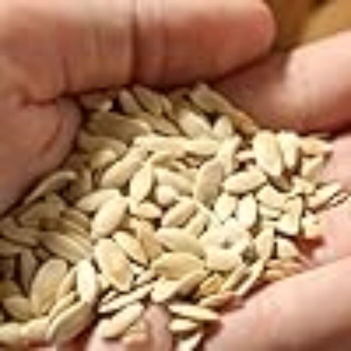 Desi Cucumber (Kheera) F1 Hybrid Seeds |  Easy to Grow | High Yield Seeds - Image 3