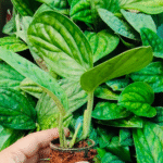 Monstera Peru Plant (Sapling) - Image 3
