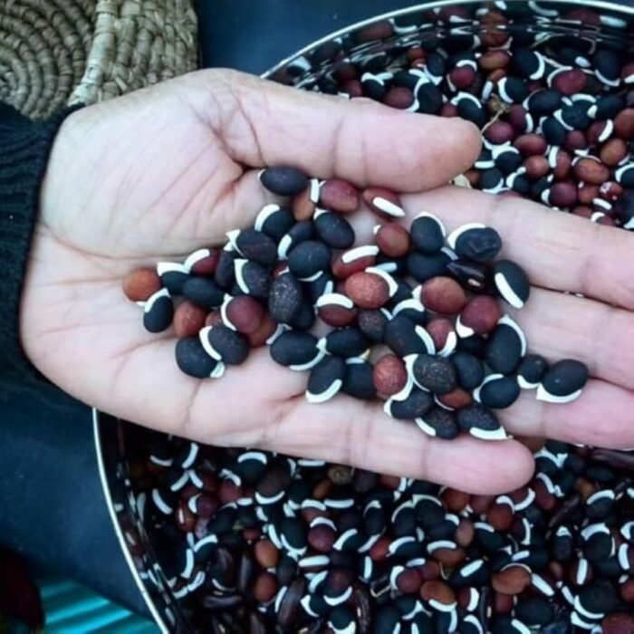 Sem Phali/Lima Beans F1 Hybrid Seeds | High Yield & Germination Seeds | Home Gardening - Image 3