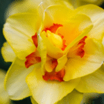 Daffodil Tahiti Flower Bulbs(Imported)