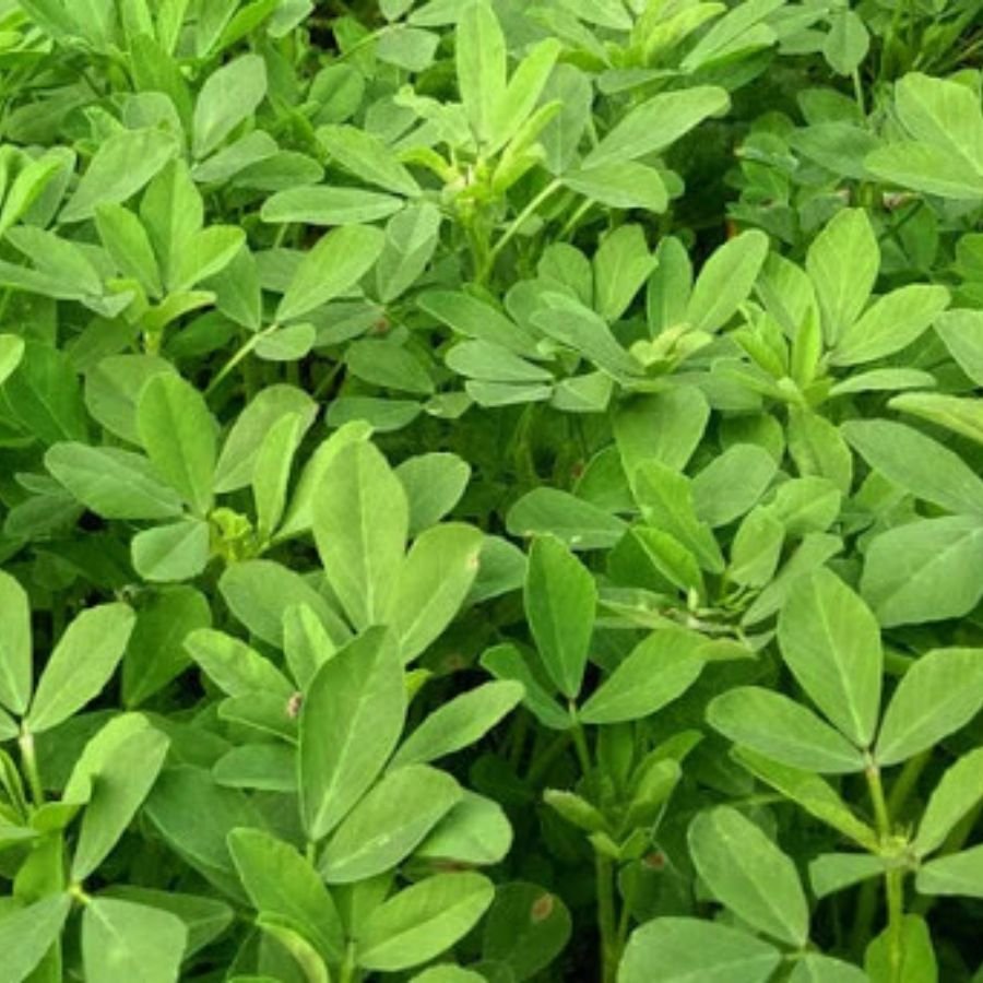 3 Fenugreek (Methi) Vegetable Seeds | Easy to Grow | High Germination & Yield Seeds - Image 1