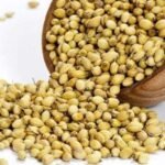 Coriander (Dhaniya) F1 Hybrid Seeds | High Germination & Yield Seeds | Home Gardening - Image 4