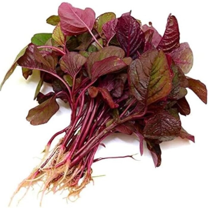 Red Amarnath (Lal Bhaji) Vegetable Seeds - Image 3
