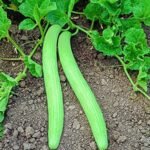 Kakri/Kakdi Long Melon Seeds | High Germination | Terrace Gardening Seeds - Image 3