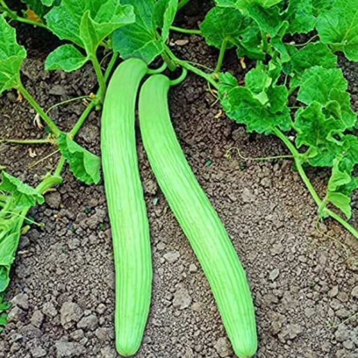 Kakri/Kakdi Long Melon Seeds | High Germination | Terrace Gardening Seeds - Image 3