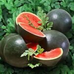 Watermelon (Tarbooj) Round Black F1 Hybrid Seeds