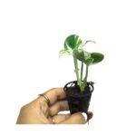 Money Plant / Pothos (Sapling) - Image 3