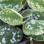 Money Plant / Pothos Combo of 6 - Image 4