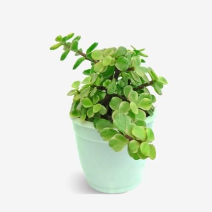 Jade Variegated