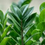 ZZ Plant / Zamioculcas Zamiifolia Plant (Sapling) - Image 3